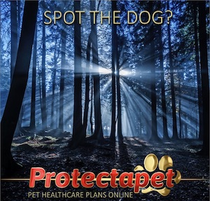 Lots of trees with the sun shining through the gaps, Protectapet invites you to "Spot the dog" in the woods advertising Protectapets online pet healthcare plans 